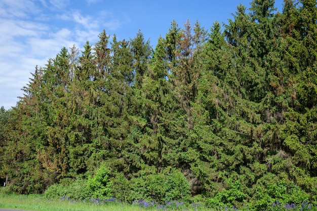 Árboles de hoja caduca que crecen en el parque en verano