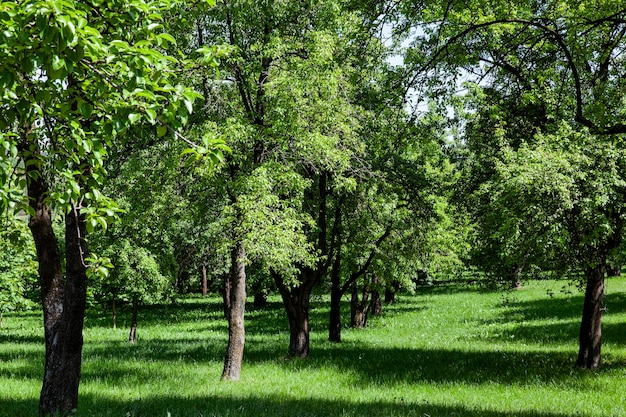 Árboles de hoja caduca que crecen en el parque en verano