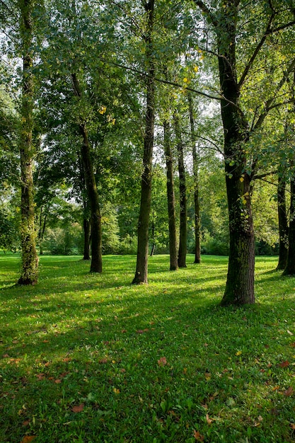 Árboles de hoja caduca que crecen en el parque en verano