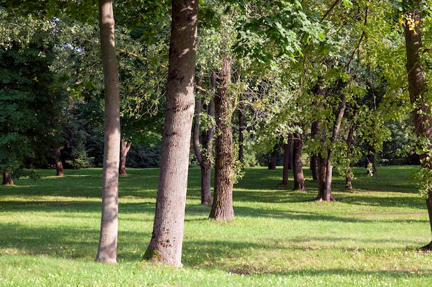 Árboles de hoja caduca que crecen en el parque en verano