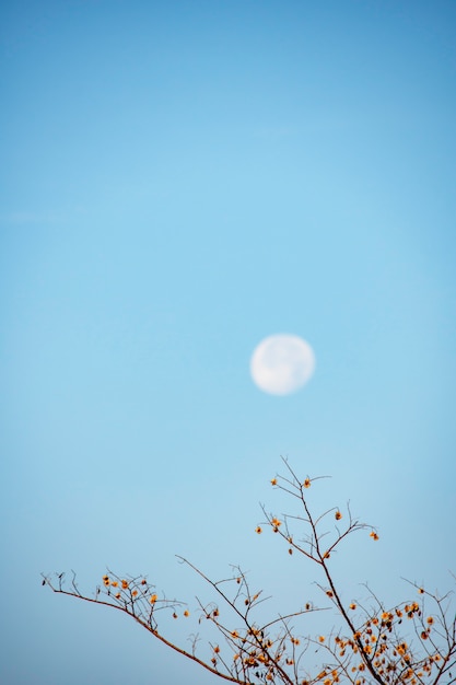 Árboles de hoja caduca y semillas en el fondo del árbol Luna a la luz del día En el cielo brillante.