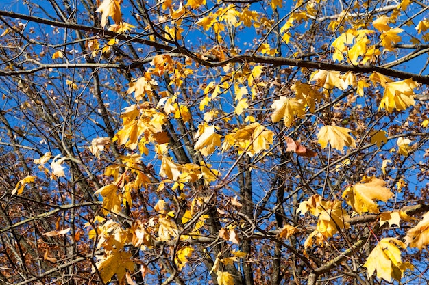 Árboles de hoja caduca en la temporada de otoño durante la caída de las hojas