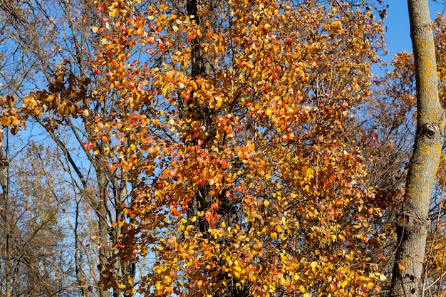 Árboles de hoja caduca en la temporada de otoño durante la caída de las hojas