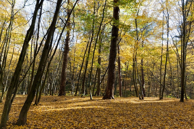 Árboles de hoja caduca