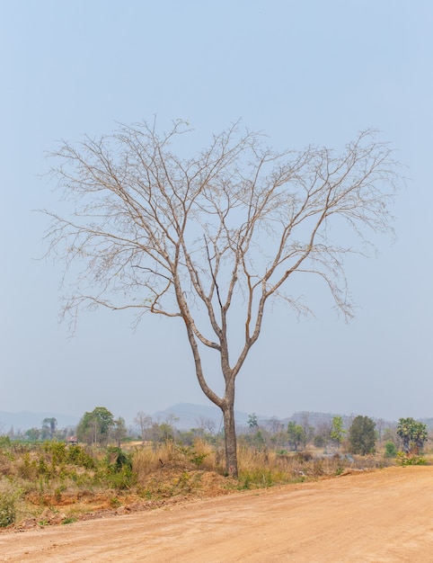 Árboles de hoja caduca