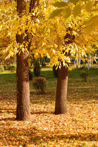 Árboles en hojas amarillas al atardecer