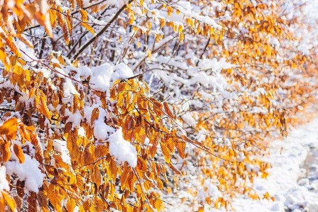 Árboles con hojas amarillas cubiertas de nieve