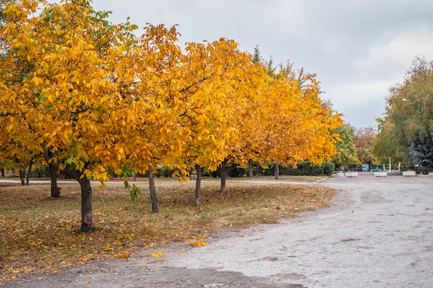 Árboles con hojas amarillas en el parque de la ciudad el día de otoño. Colores del otoño