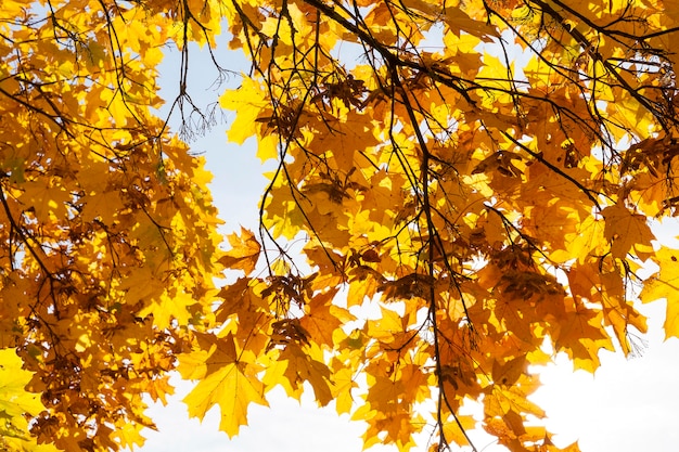 Árboles con hojas de arce amarillentas en el otoño del año, contra un cielo azul