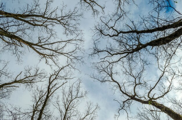 Árboles sin hojas y cielo azul