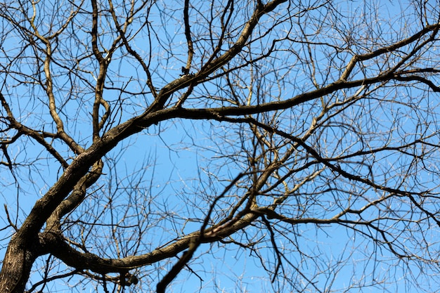 Árboles sin hojas en el cielo azul