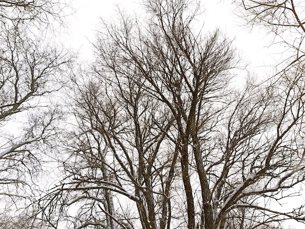 Árboles sin hojas en el cielo nevado de invierno