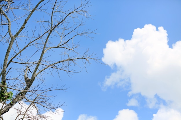 Árboles sin hojas contra el cielo azul nublado