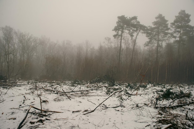 Árboles sin hojas cubiertos de niebla en la madrugada