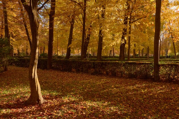 Árboles con hojas marrones en el jardín del Parterre en otoño