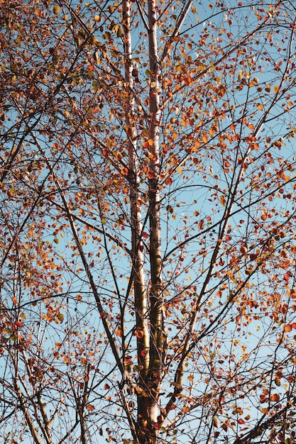 Árboles con hojas marrones en la montaña.