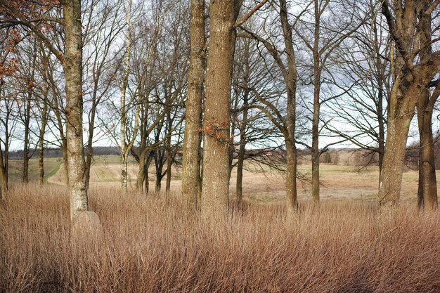 Árboles sin hojas de otoño en un bosque en un día despejado con espacio de copia Paisaje natural de muchas ramas de árboles en una ubicación remota de la naturaleza Bosques salvajes con hojas de hierba seca y arbustos a principios de invierno copyspace