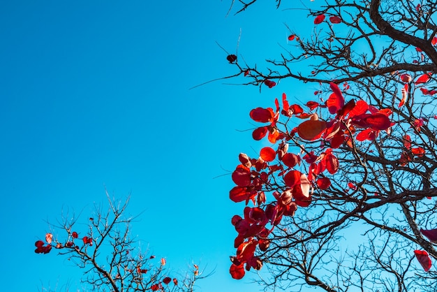 Árboles con hojas de otoño rojo brillante