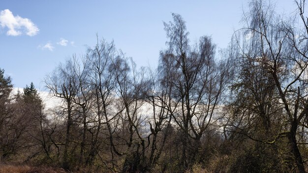 Árboles sin hojas en un parque de la ciudad durante un soleado día de invierno