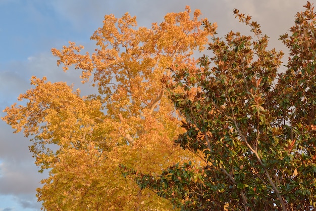 Árboles con hojas verdes y marrones en el jardín del Parterre en otoño