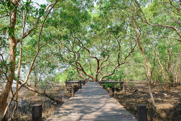 Árboles inundados en la selva tropical de manglares en tailandia