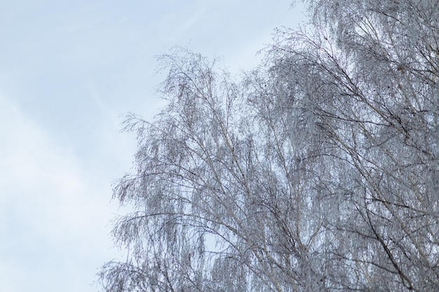 Árboles en invierno y cielo gris.