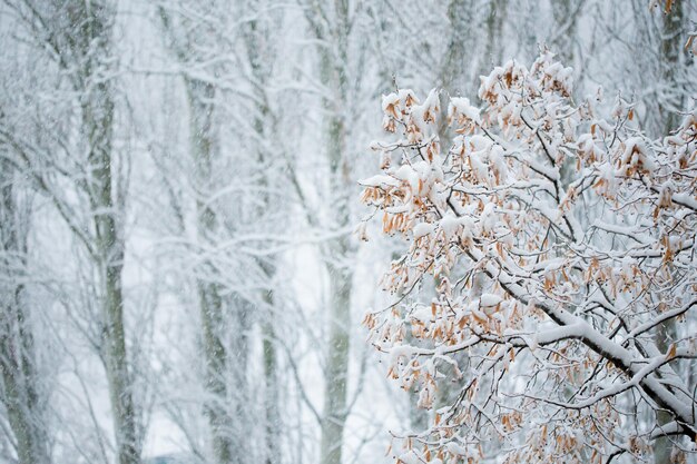 Árboles de invierno cubiertos de nieve en el momento de las nevadas