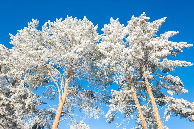 Árboles de invierno en escarcha contra el cielo azul. Hermoso paisaje de invierno.