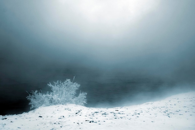 Árboles de invierno en escarcha y niebla.