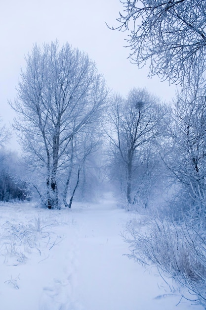 Árboles de invierno en escarcha y niebla.