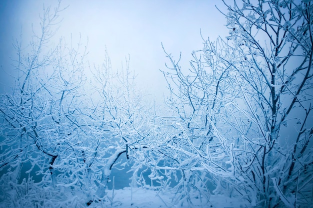 Árboles de invierno en escarcha y niebla.