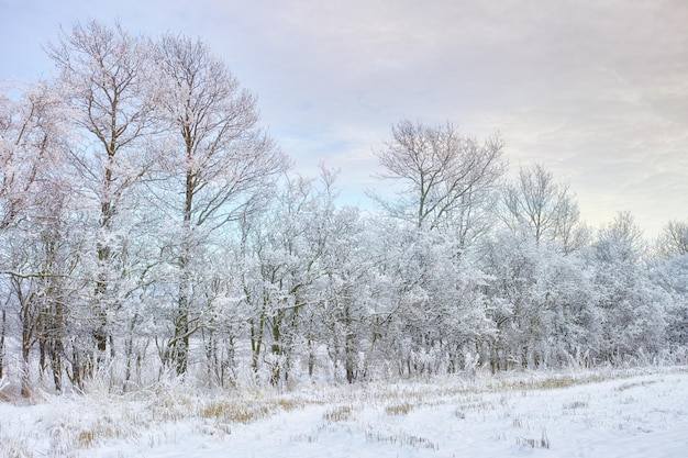 Árboles de invierno Una foto de árboles de invierno al atardecer.