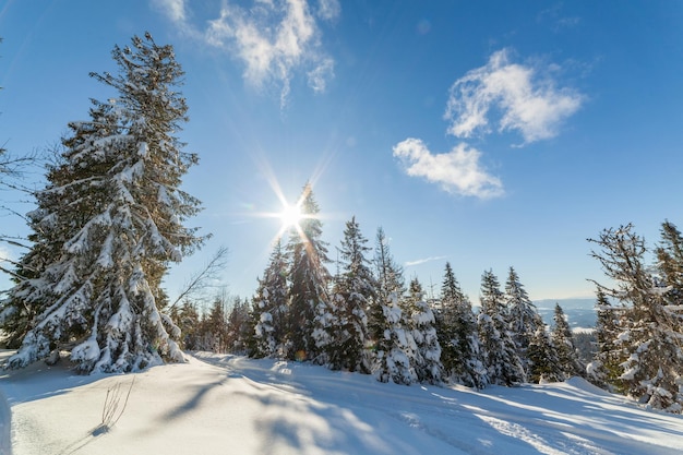 Árboles de invierno en las montañas de los Cárpatos por encima de la montaña Vysokiy Verkh con el sol en el cielo azul Zakhar Berkut Ucrania