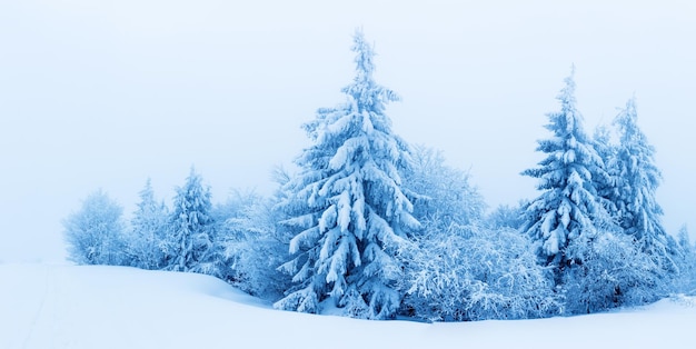 Árboles de invierno en montañas cubiertas de nieve fresca