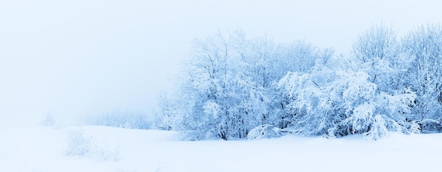 Árboles de invierno en montañas cubiertas de nieve fresca