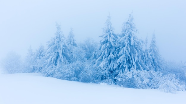 Árboles de invierno en montañas cubiertas de nieve fresca