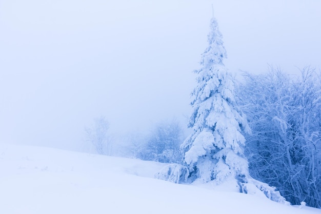 Árboles de invierno en montañas cubiertas de nieve fresca