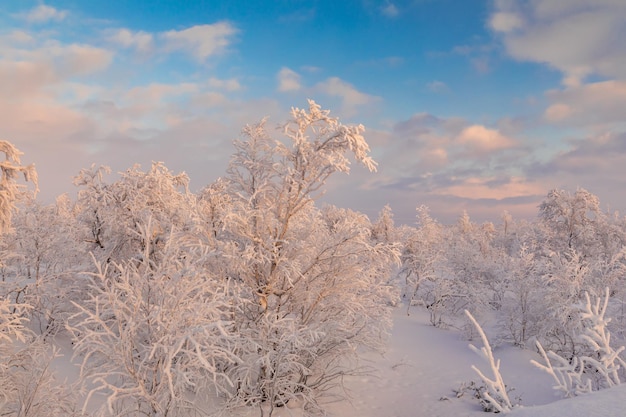 Árboles de invierno en montañas cubiertas de nieve fresca