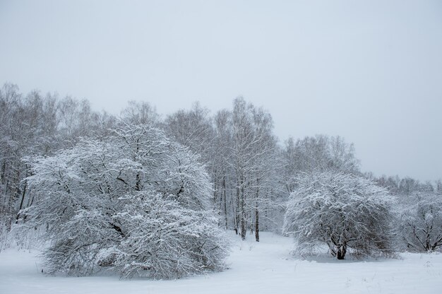 Árboles de invierno sobre la nieve en Obninsk, Rusia