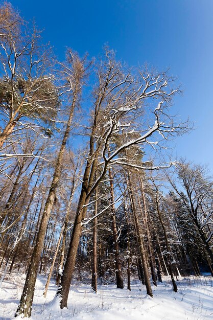 Árboles del invierno