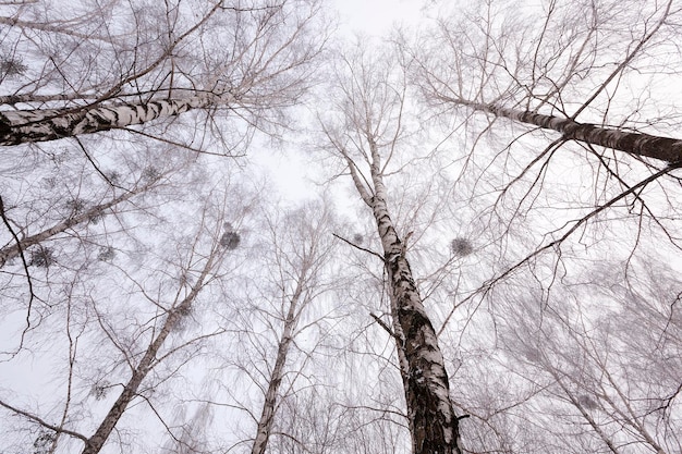 Árboles del invierno