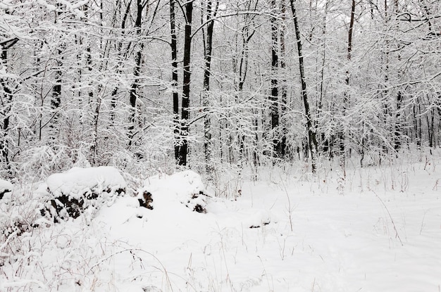 Árboles del invierno