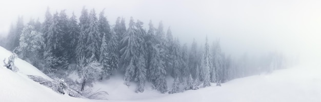 Árboles del invierno