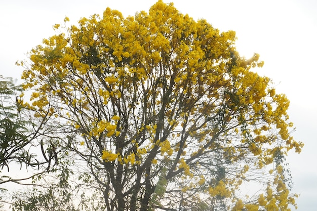 Árboles de ipe amarillo en la granja TROMPETA DE ORO