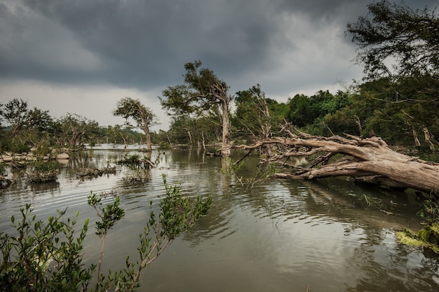 Árboles en las islas del río Mekong.