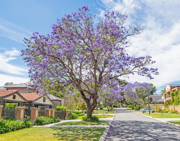 Árboles de Jacaranda en Perth