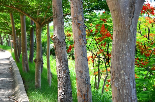 Árboles en el jardín