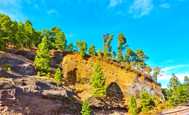 Árboles en la ladera de una montaña en las tierras altas de Tenerife, Canarias