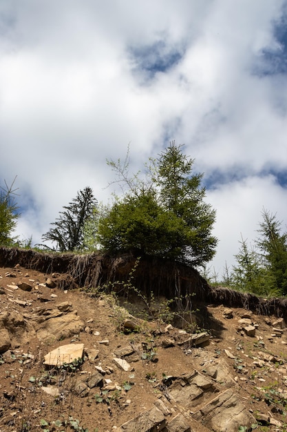 Árboles en la ladera de las montañas