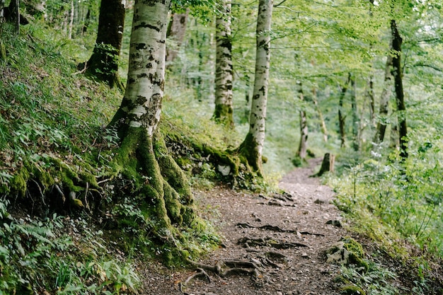 Árboles a lo largo del camino en el parque biogradska gora montenegro